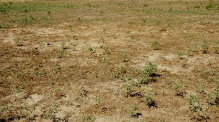 West Texas Drought landscape, dry soil, dry grass, patches of green provided by nightshade. Image provided by B. Fannin, Texas A&M AgriLife